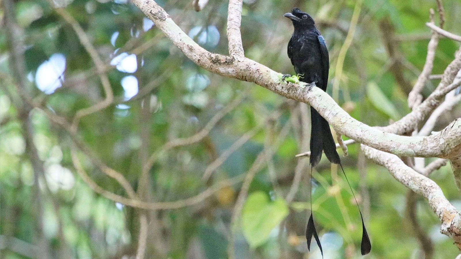 Greater raquet- tailed drongo