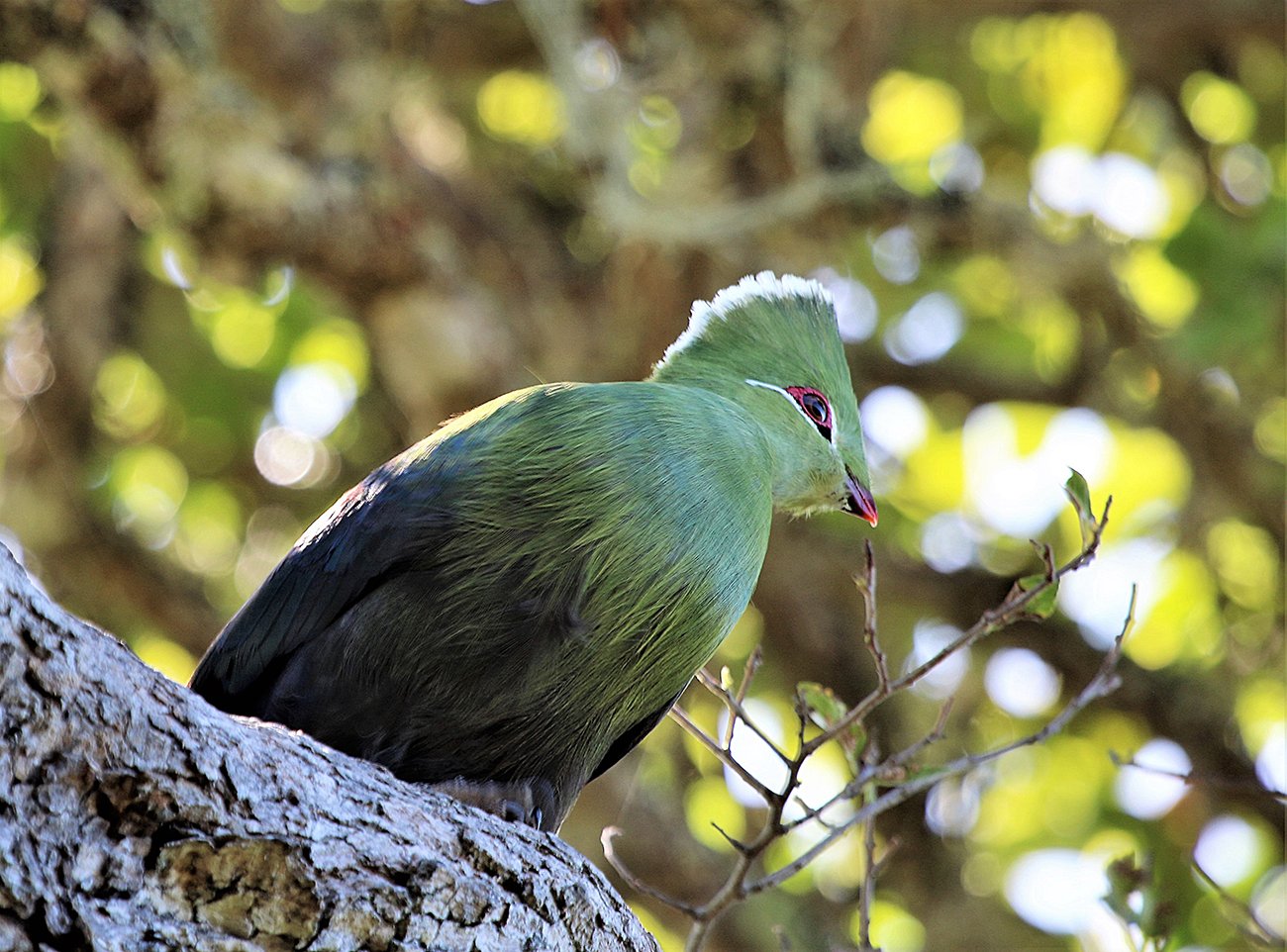 Knysna Lourie Groenvlei South Africa
