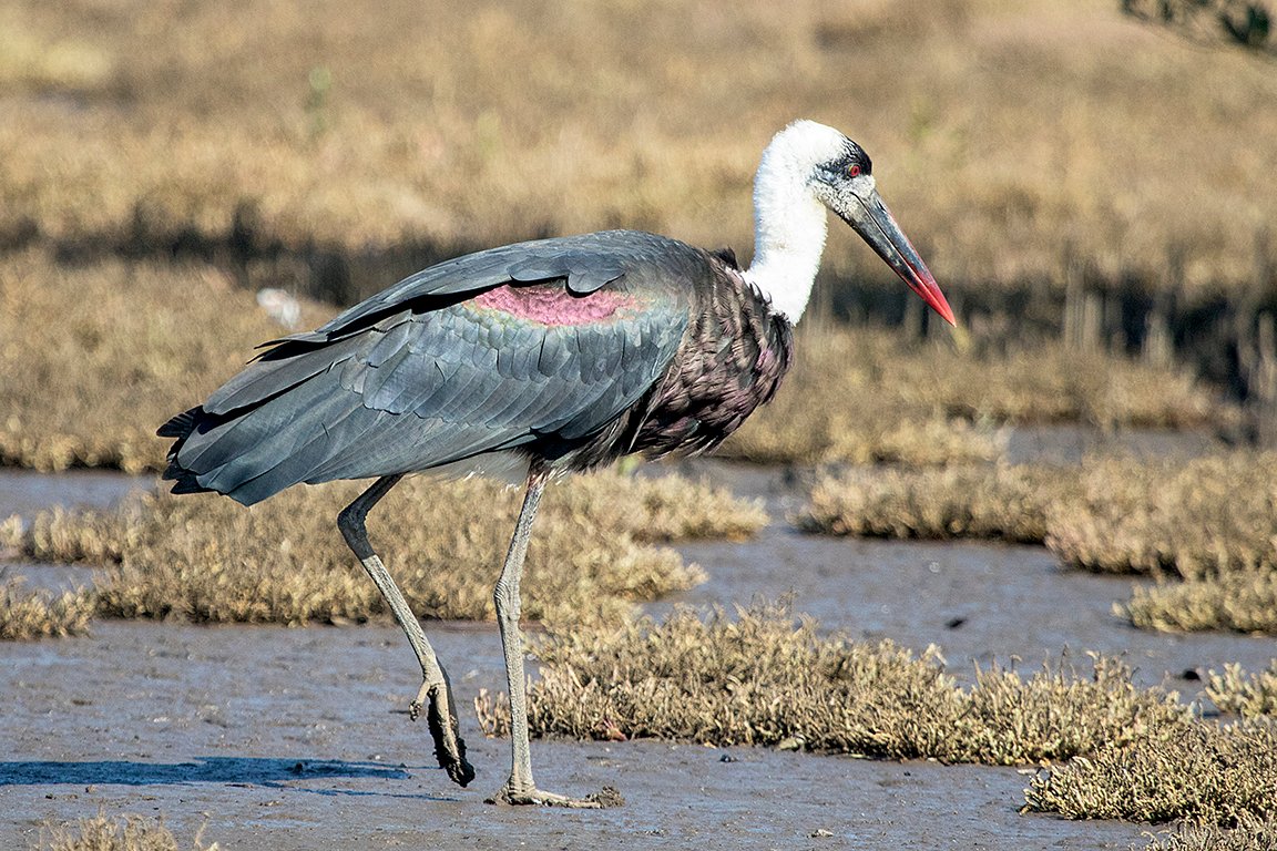 Woolly Stork
