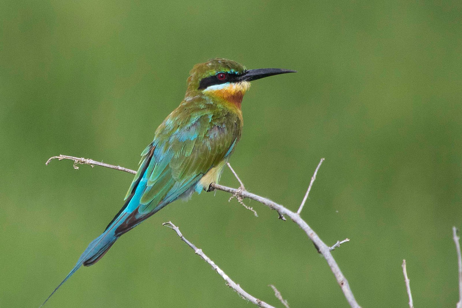 Blue-tailed Bee-eater Thailand