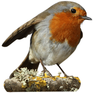 Robin