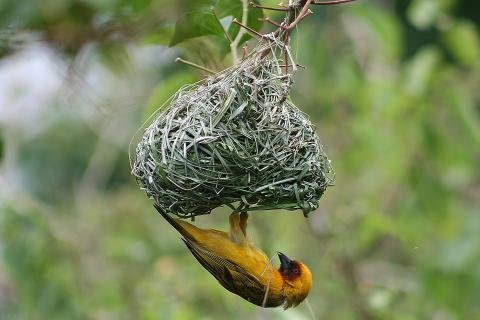 Ruppell's Weaver Rift Valley, Ethiopia