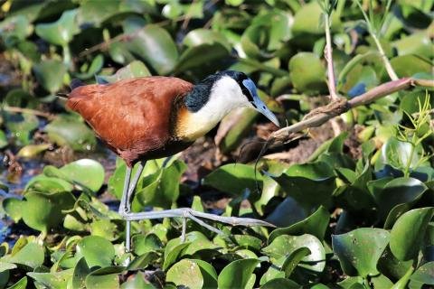 African Jacana Msuna Island, Zambezi River, Zimbabwe