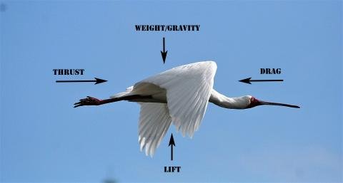 African spoonbill  Knysna, Western Cape