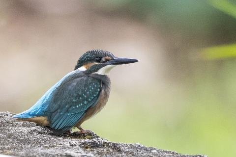 Eurasian Kingfisher Lake Toba, Sumatra