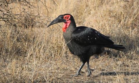 Southern Ground Hornbill Kruger South Africa