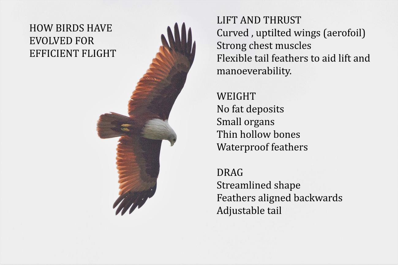 Brahminy Kite