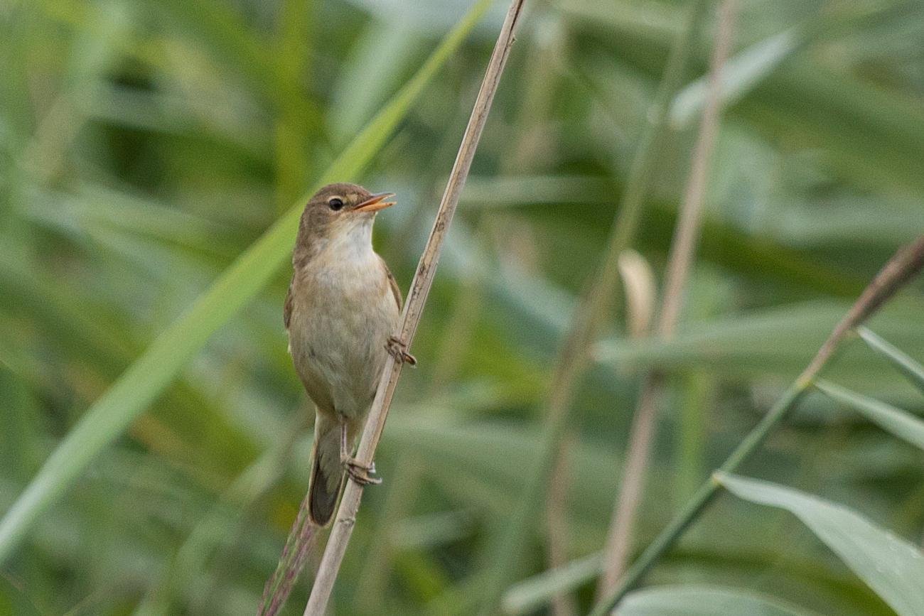 Eurasian Reed Warbler Somerset Levels, United Kingdom