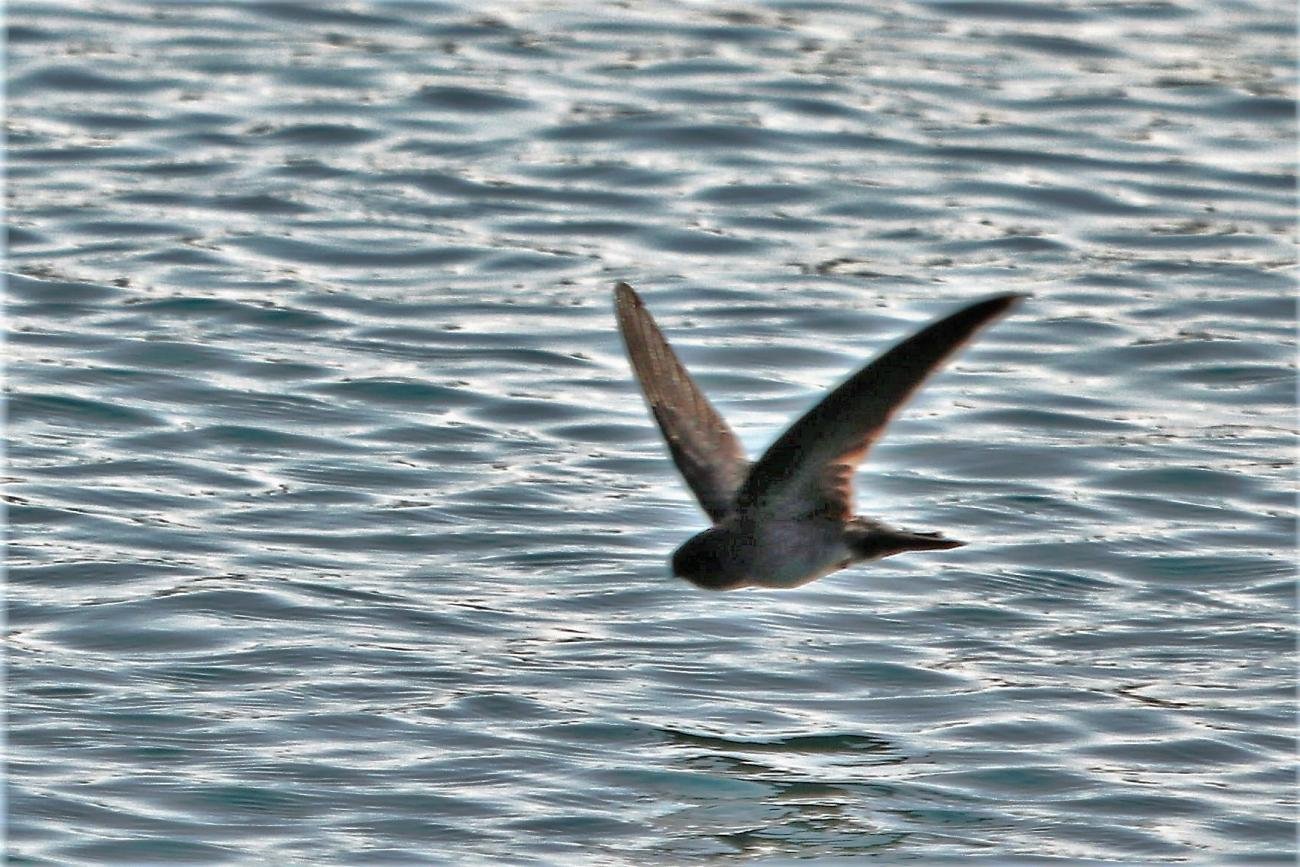 Glossy swiftlet NW Bali, Indonesia