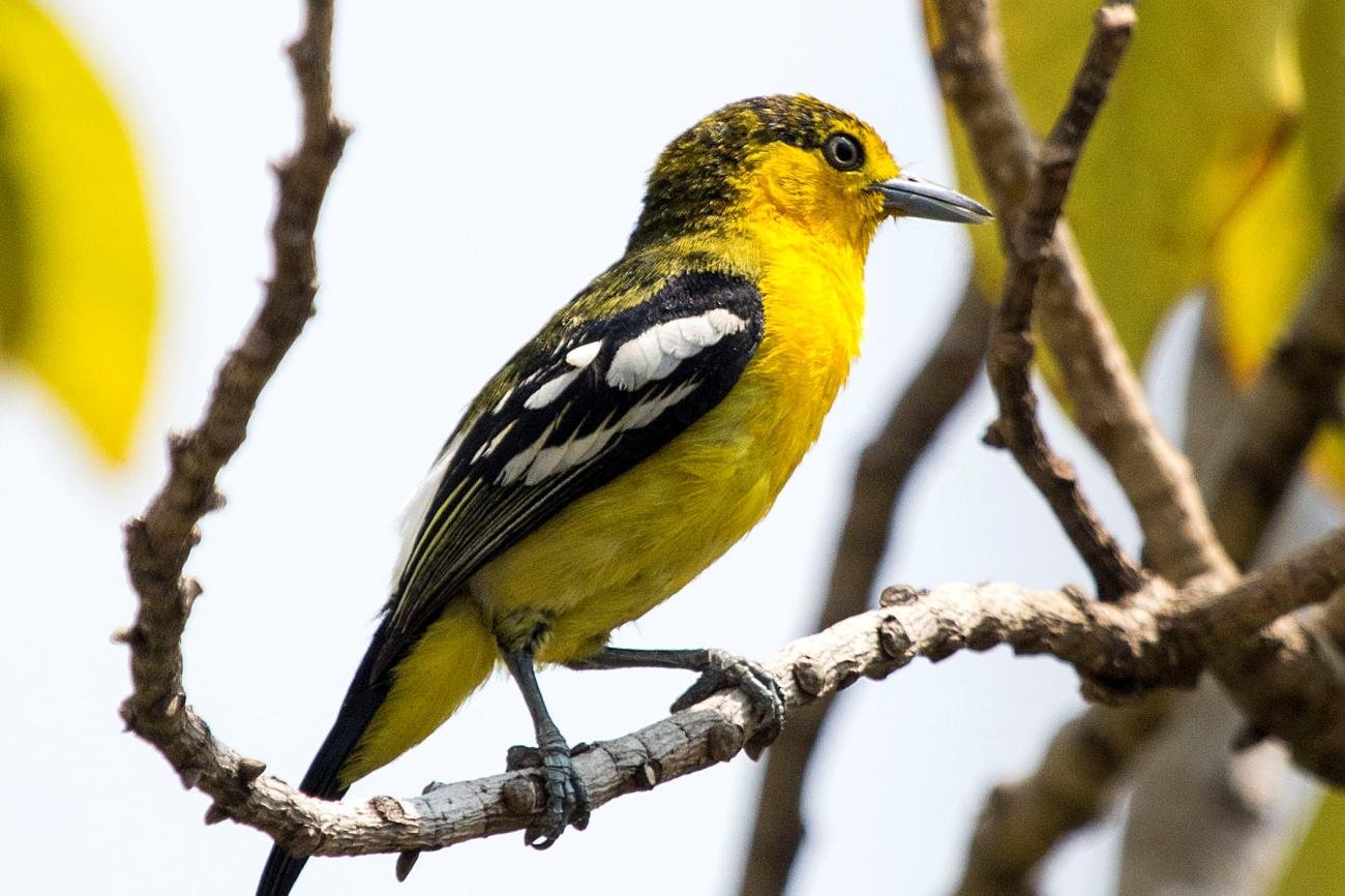Common Iora Bangkok Thailand