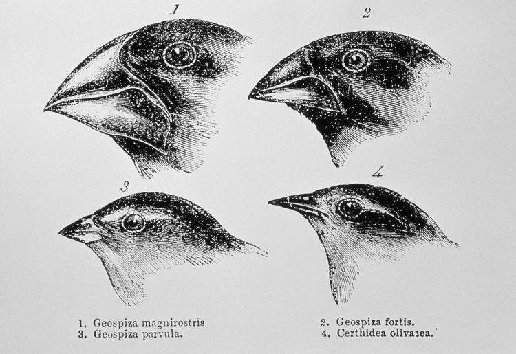 Darwin's finches  Galapagos Islands