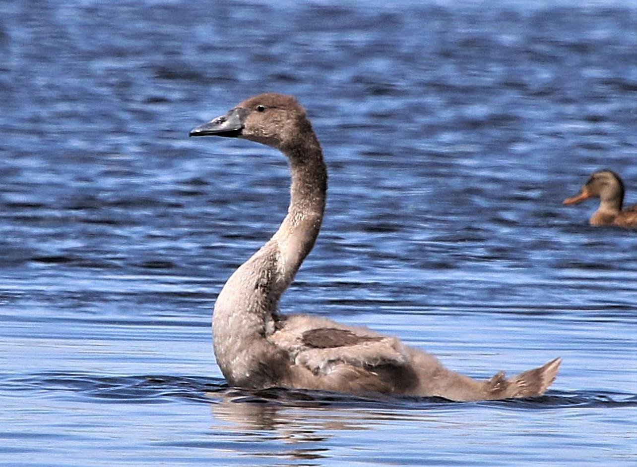 Swan Cygnet Somerset Levels United Kingdon