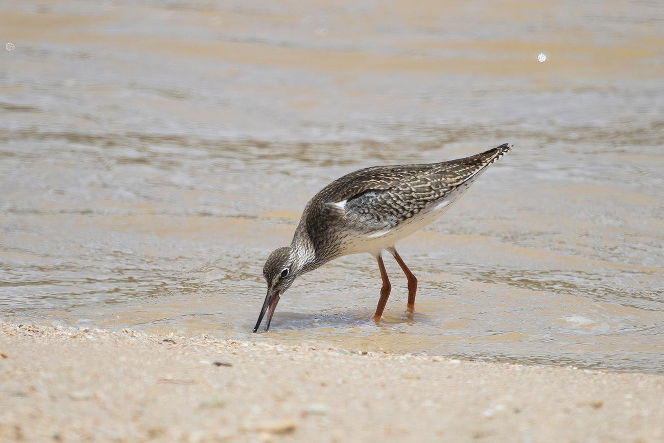 Spotted Redshank