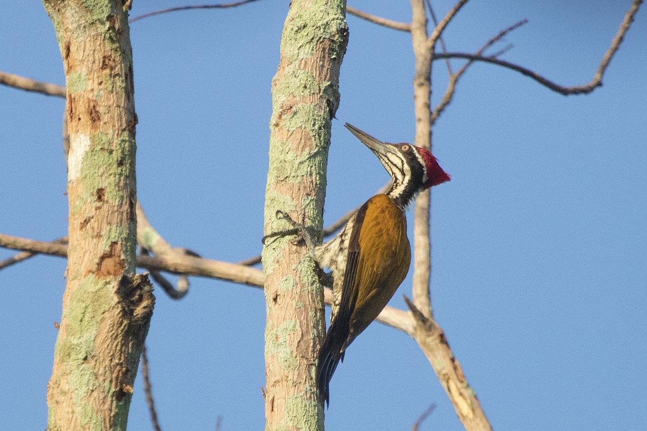 Greater Flameback Phetchaburi Province Thailand