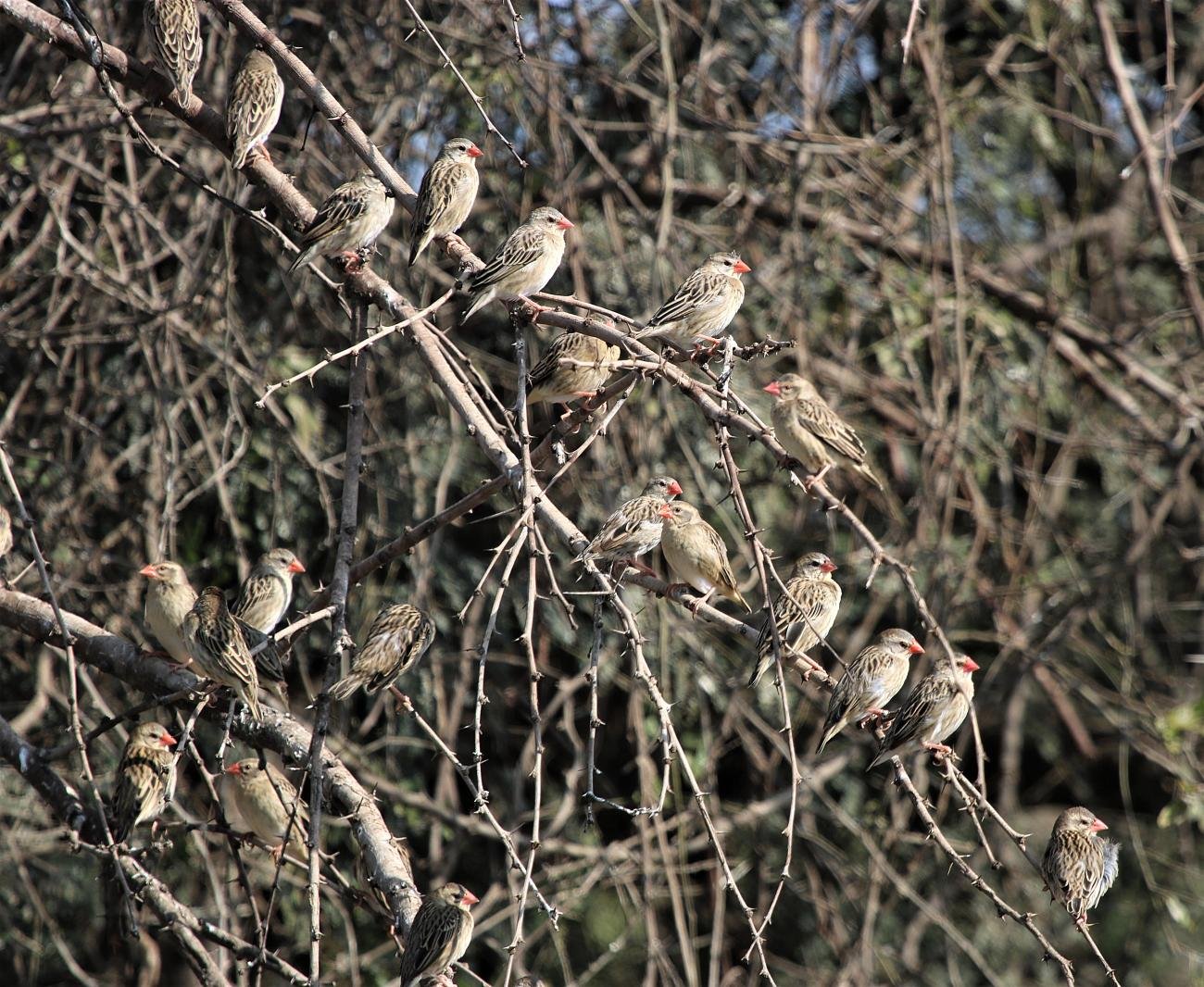 Red-billed Quelea Kruger National Park South Africa