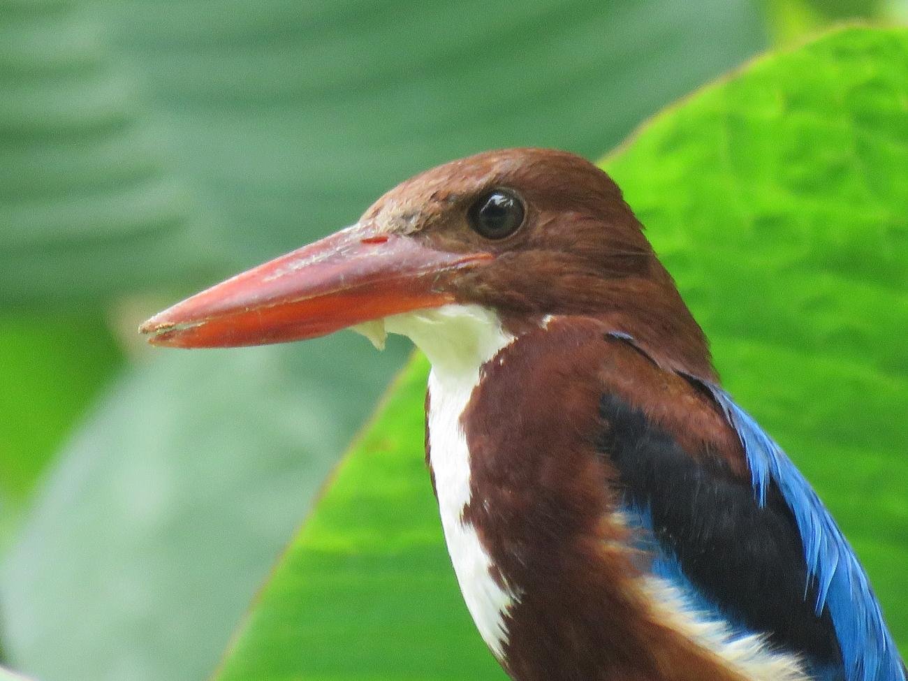 White-fronted Kingfisher Botanic Gardents Bali Indonesia