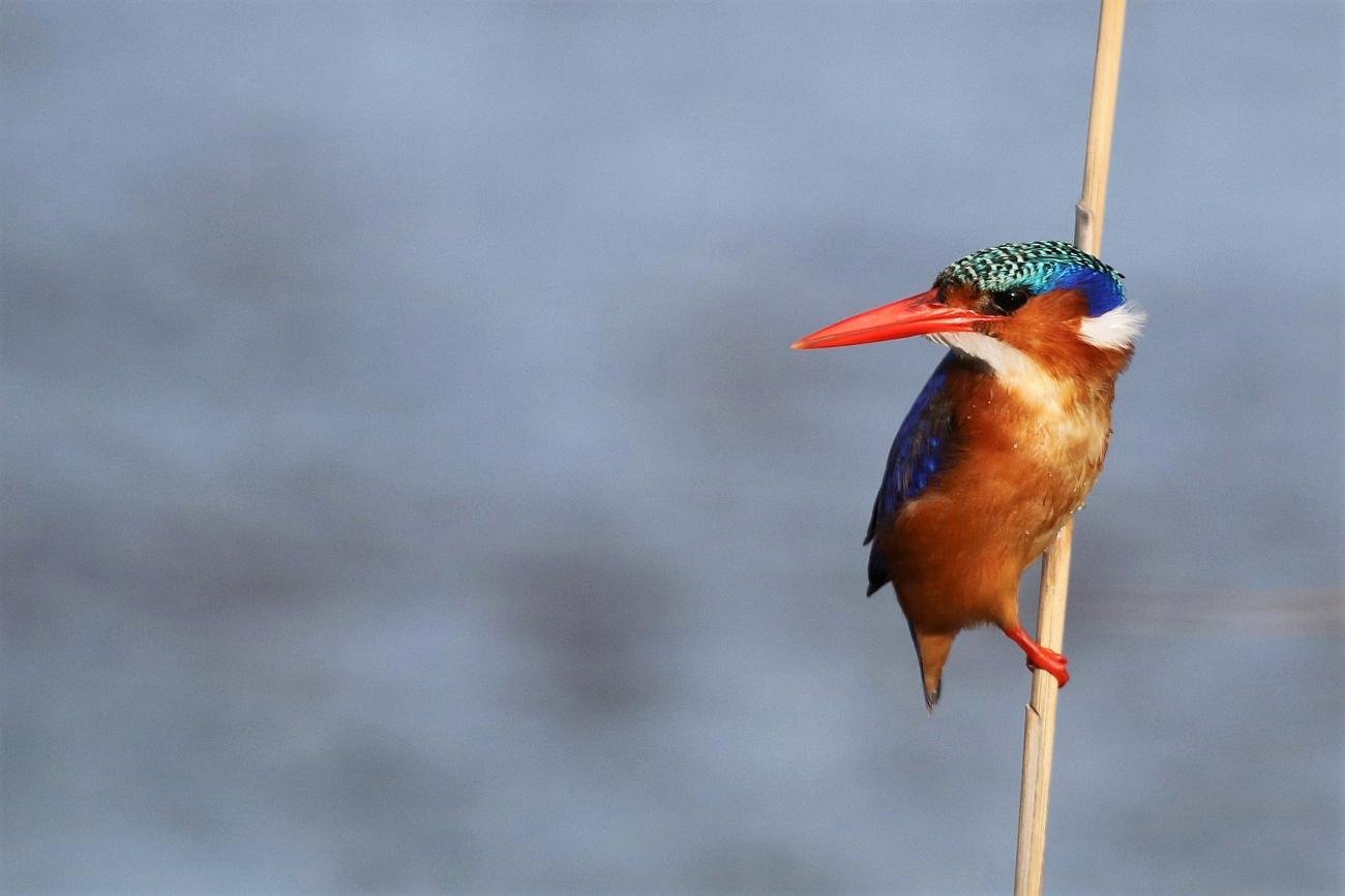 Malachite Kingfisher Rondelvlei, Western Cape, SA
