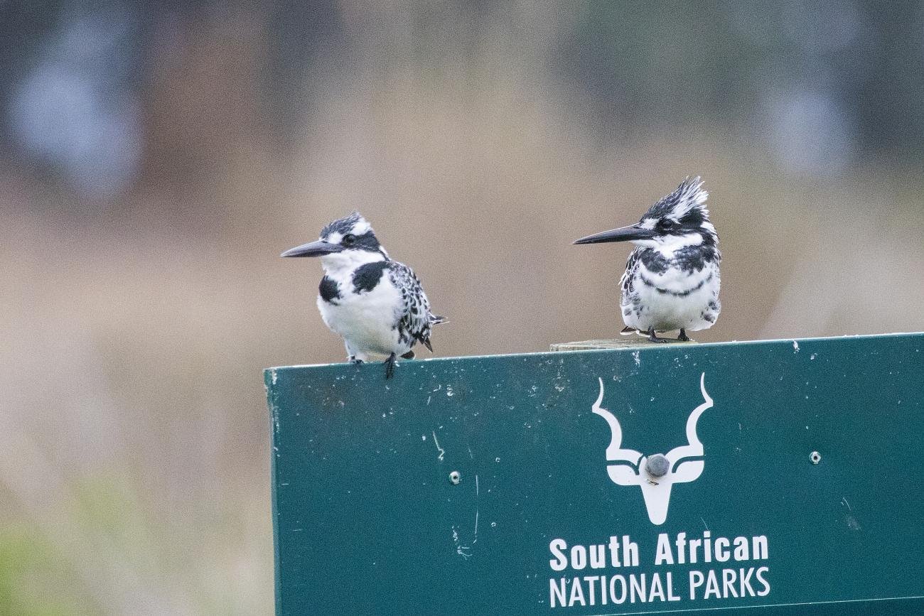 Pied Kingfisher Rondevlei Western Cape SA