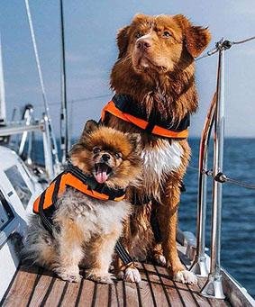 Dogs 