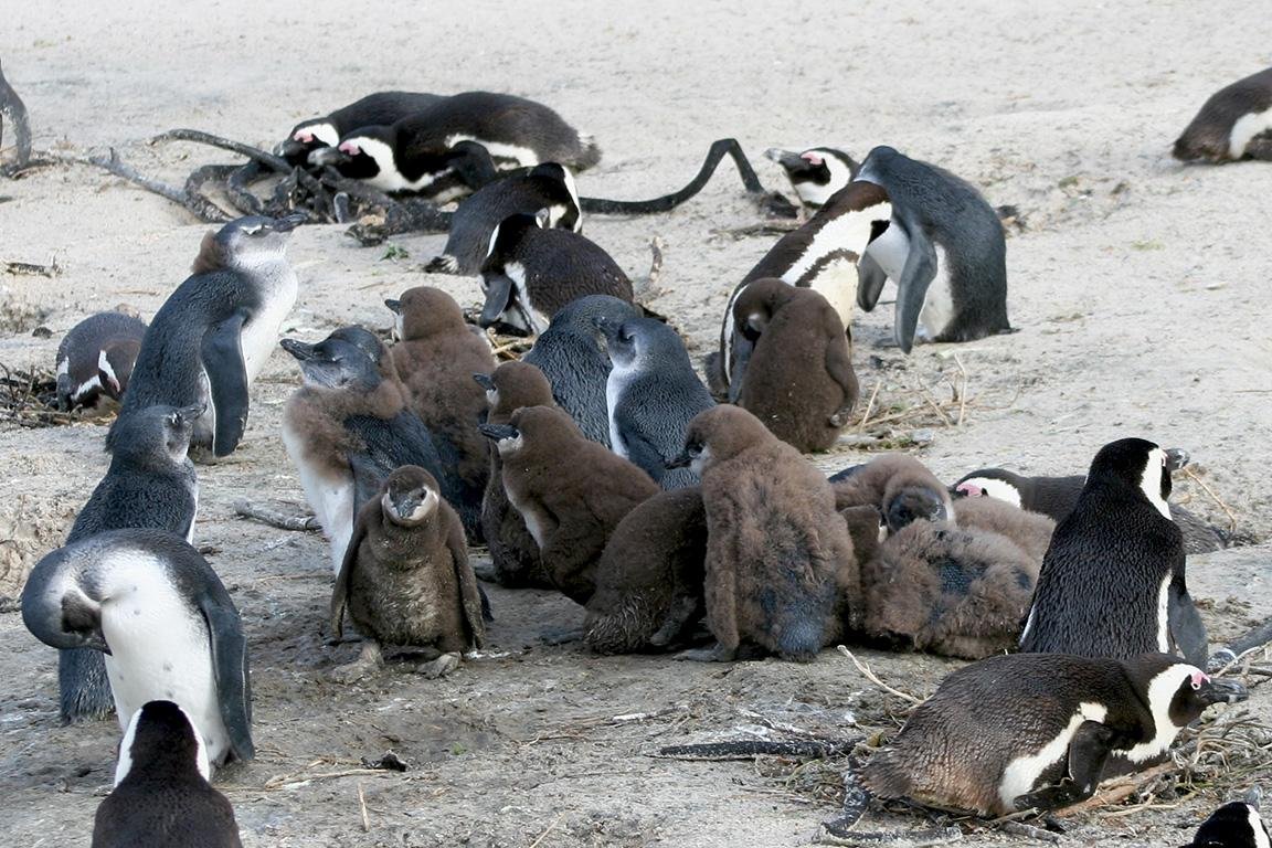 African Penguin Boulder Bay Simonstown South African