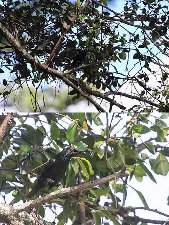 Asian Glossy Starling Samosir Island Sumatra