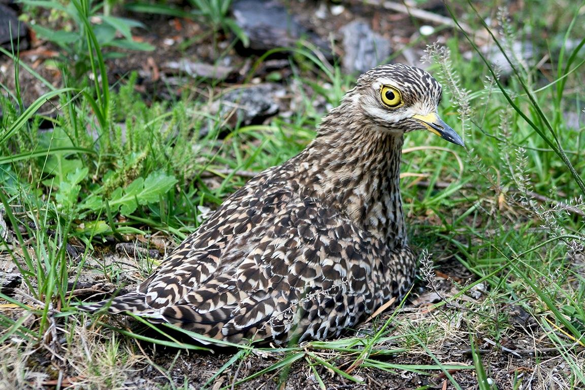 Spotted Dikkop Leisure Island South Africa