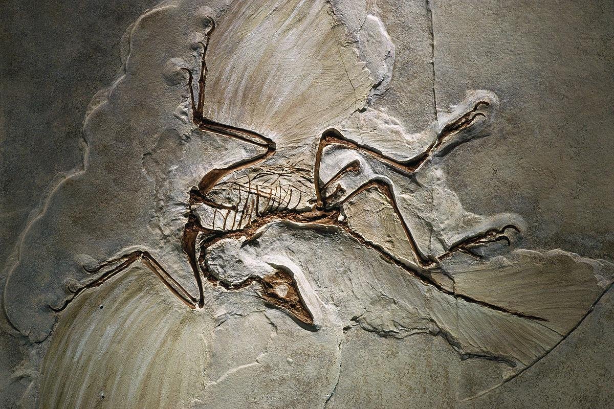 Archaeopteryx  Germany