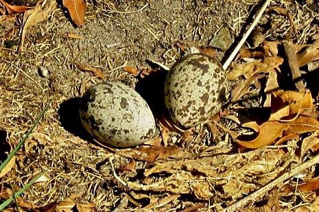 Spotted Dikkop Leisure Island South Africa