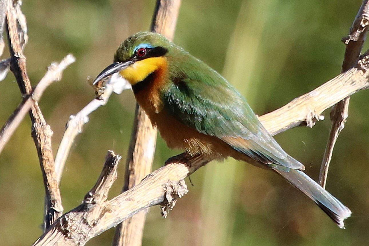 Little Bee-eater Msuna Island Zimbabwe