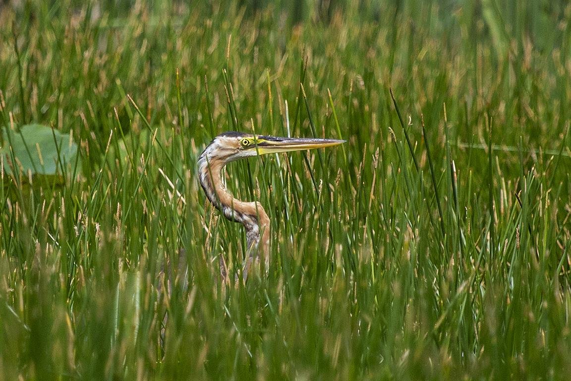 Purple Heron Khao Sam Roi Yot Thailand
