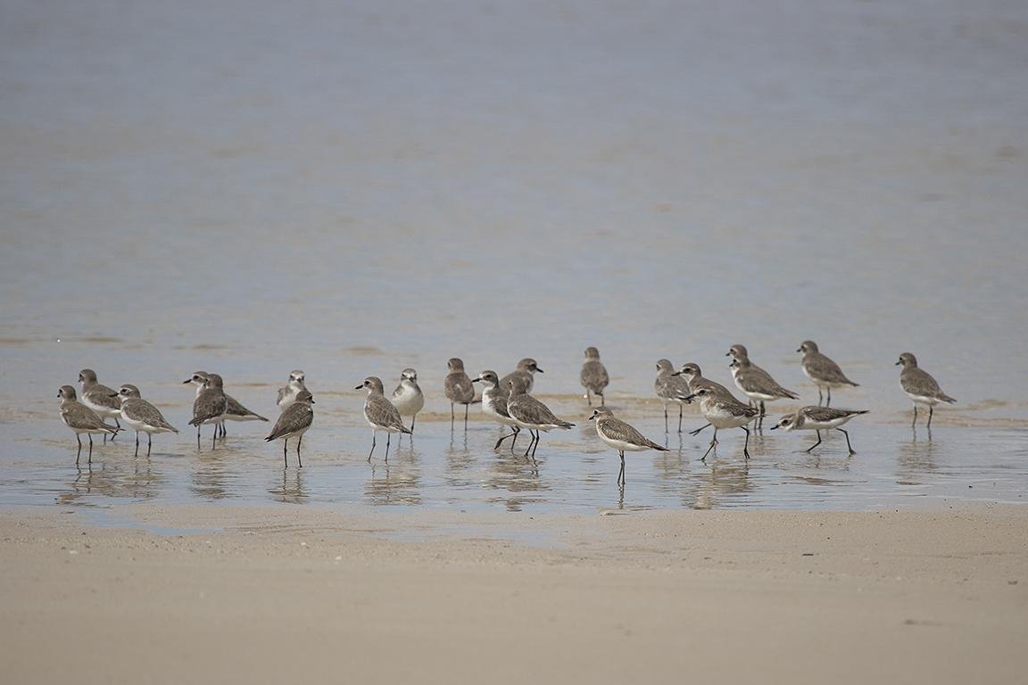 Lesser Sand Plover  Phuket Thailand