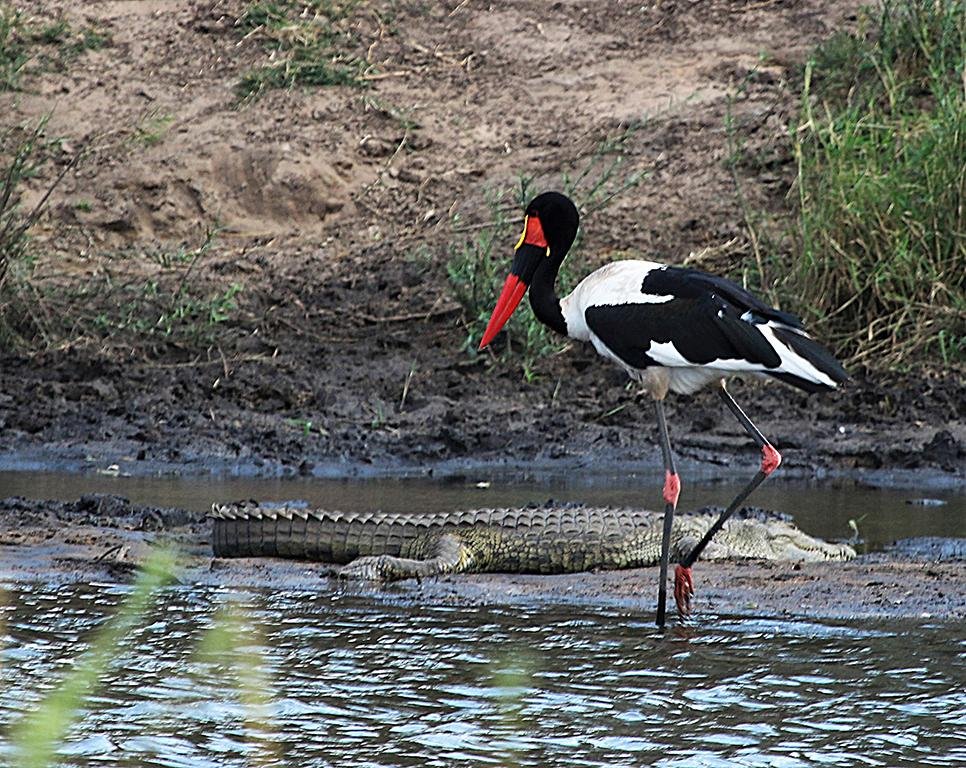 Saddle-billed Stork Kruger South Africa