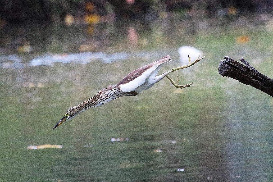 Pond Heron  Suan Rot Fai Bangkok Thailand