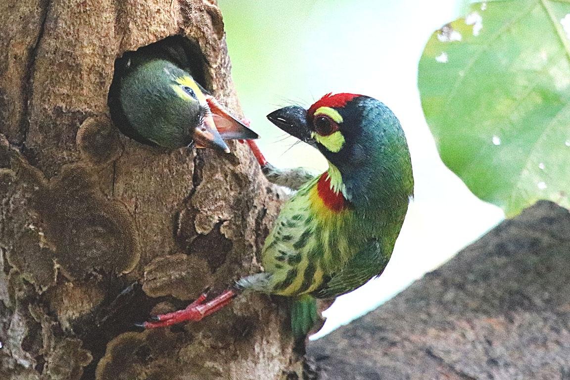 Coppersmith Barbet Bali Indonesia