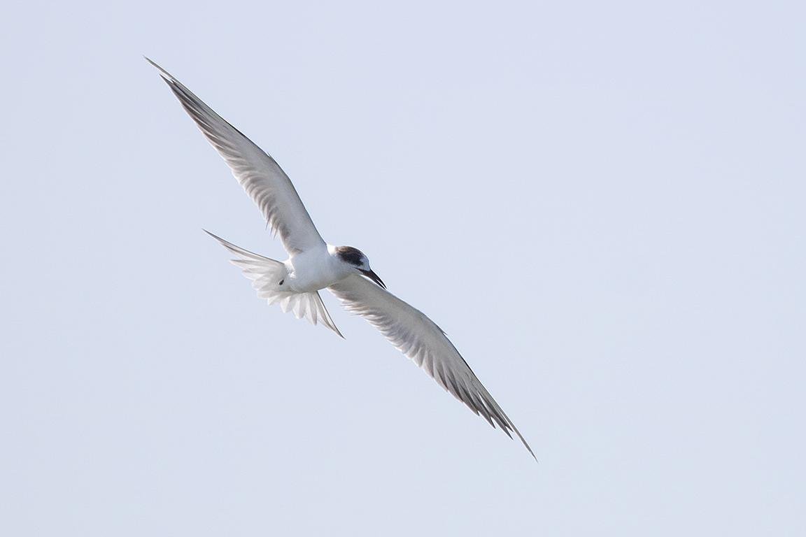 Common Tern Gulf of Thailand