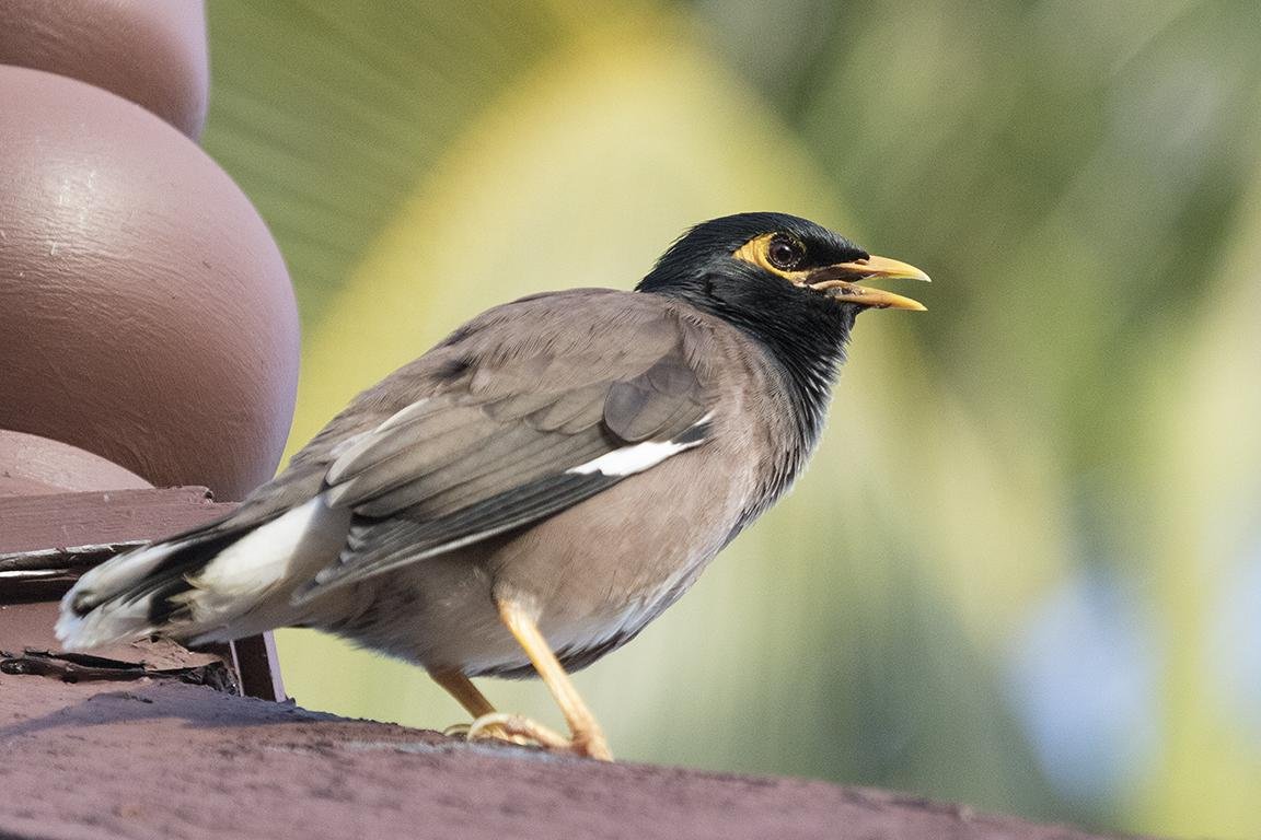 Indian Myna  Phuket Thailand
