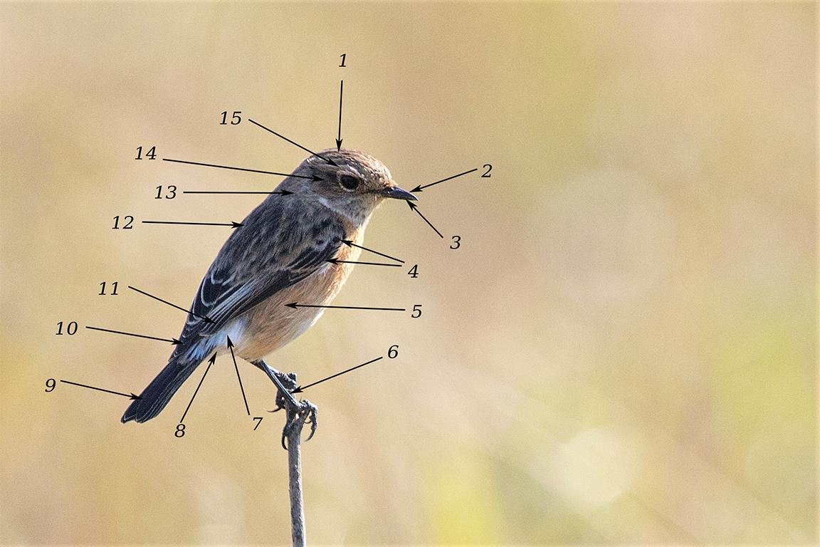 African Stonechat AC
