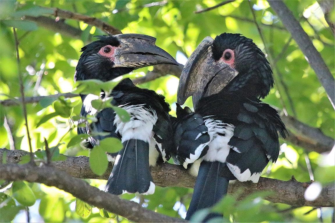 Trumpeter Hornbill Msuna Island Zimbabwe