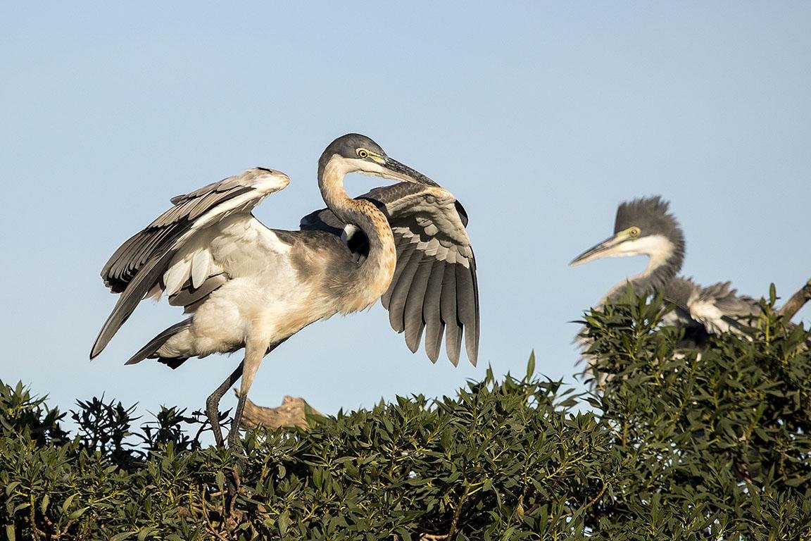 Black-headed Heron  South Africa