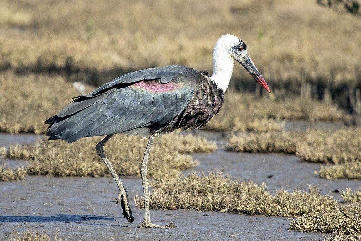 Woolly Stork