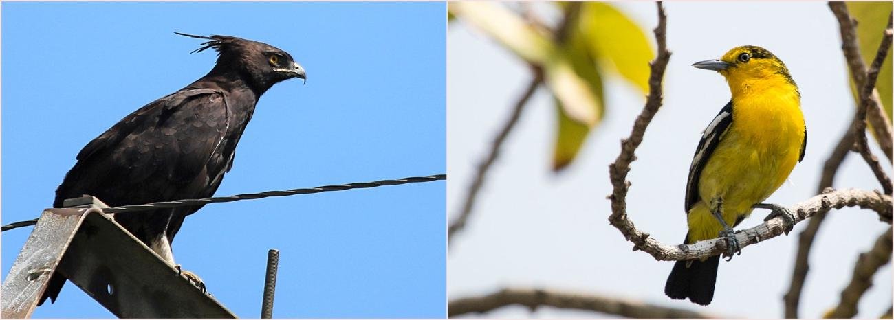Long-crested Eagle Common Iora South Africa Thailand
