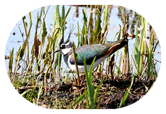 Lapwing UK