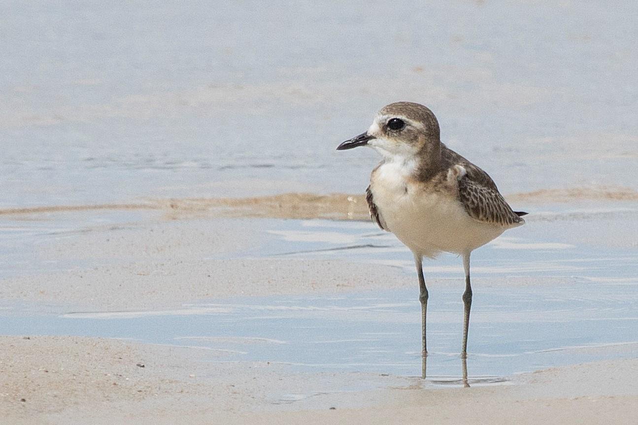 Lesser Sand Plover