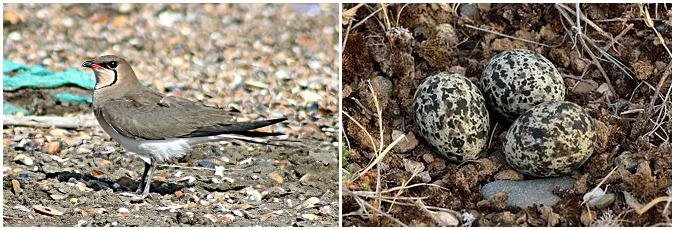 Collared Pratincole Azerbaijan