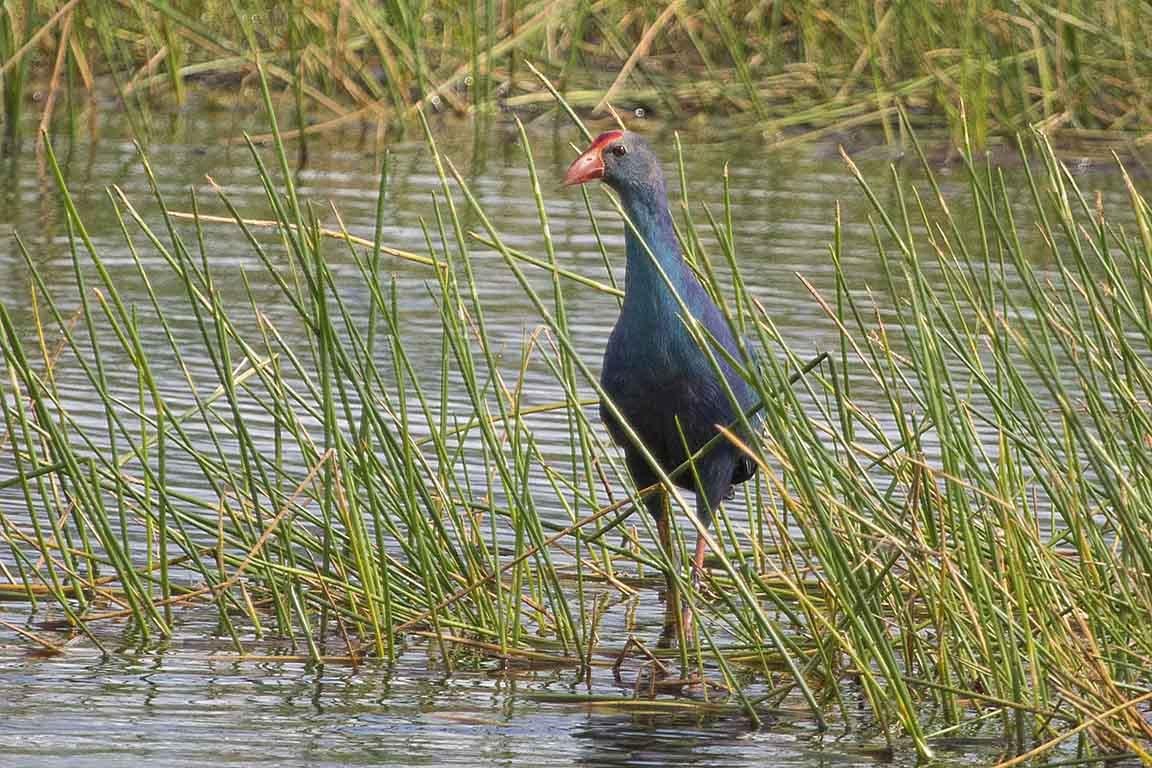 Grey-headed Swamphen Sam Roi Yot