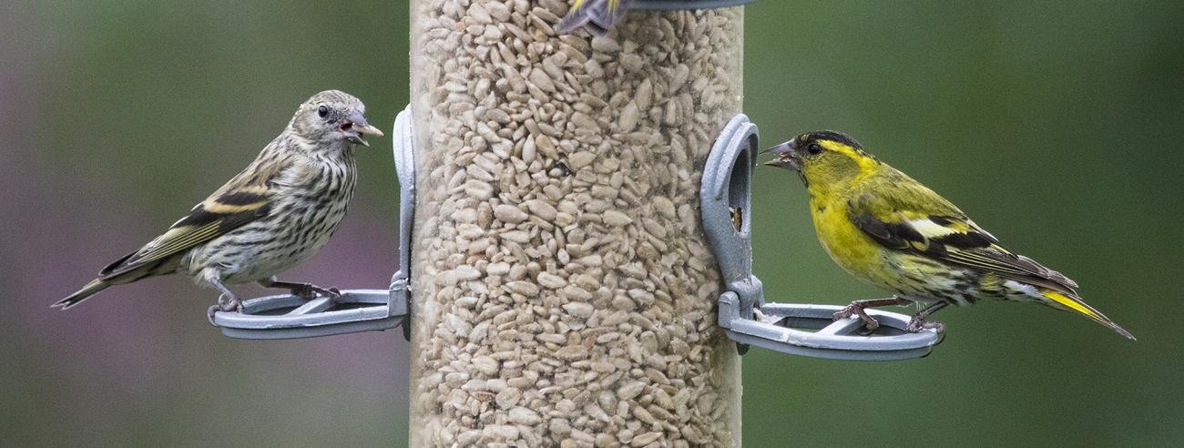 Eurasian Siskin