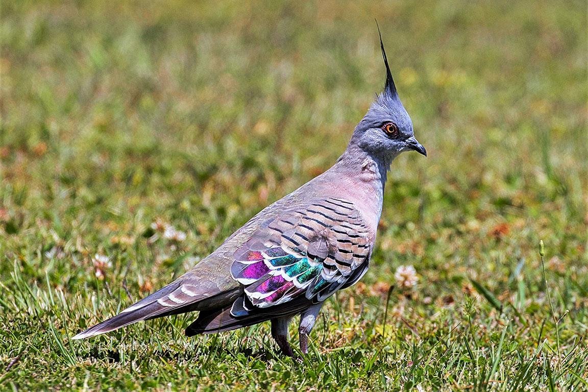 Crested Pigeon