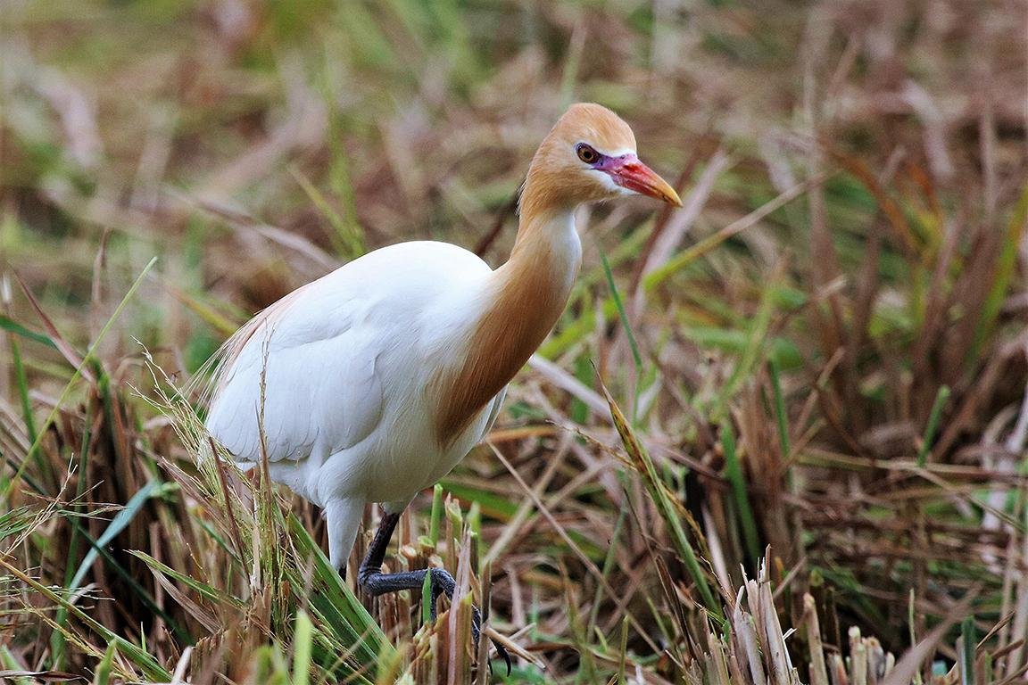 Cattle egret