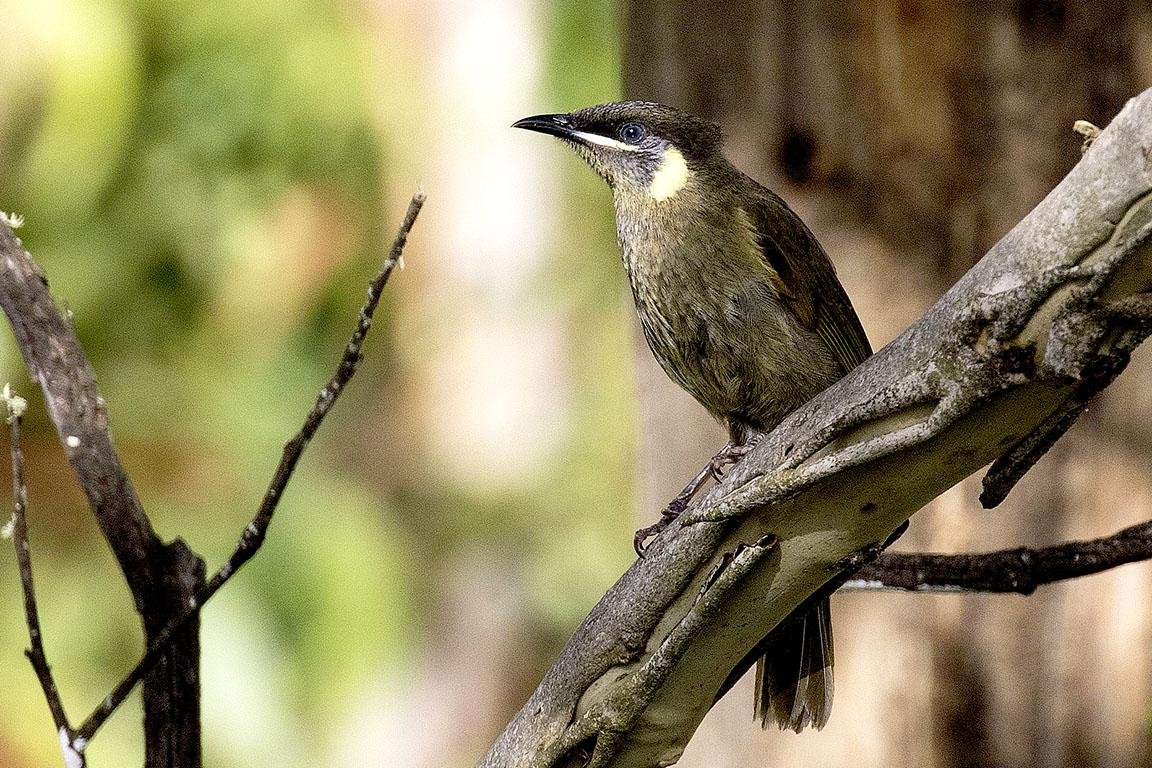 Lewin's Honeyeater