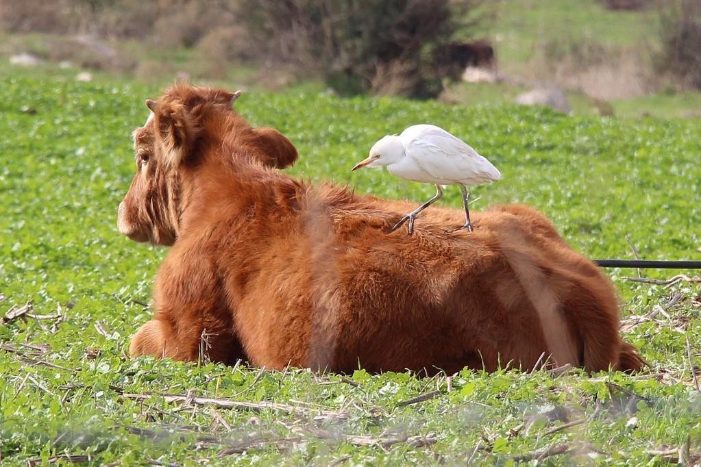 Cattle Egret